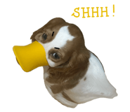 862647931