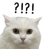 862665494