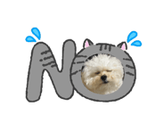 862706555
