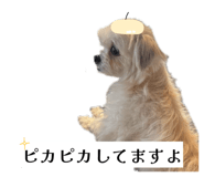 862757332