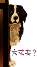 8627988