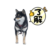 862853313