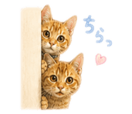862855422
