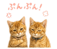 862855427