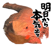 862855977