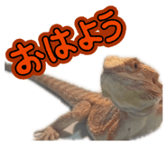 862855983