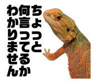 862855989