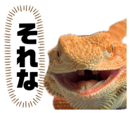 862855991