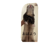 862856393