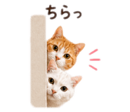 862857661
