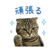 862857699