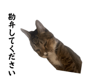 862857818