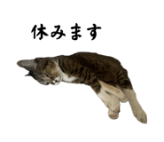 862857826