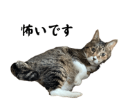 862857842