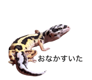 862858634