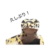 862858638