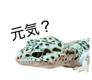862859499