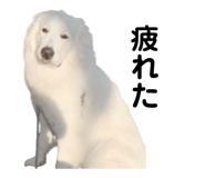 862859796