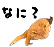 862860317