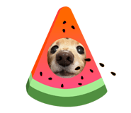 862860989