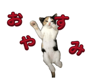 862865037
