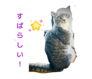 862867441