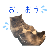 862867445