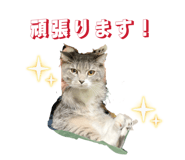 862867448