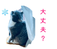 862867454