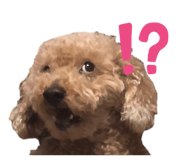862868005