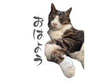 862868217