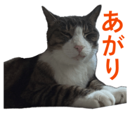 862868228