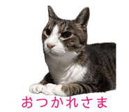 862868230
