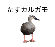 862883366