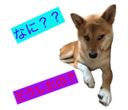 862884529
