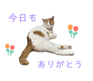 862887668