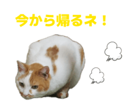 862887677
