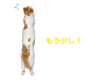 862887679