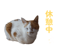 862887686