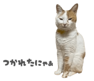 862887688