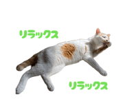 862887691