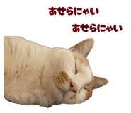 862887693