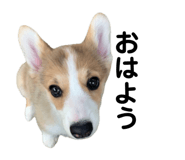 862889443