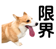 862889456
