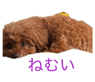 862896456