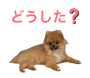 862898515