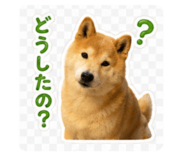 862901622