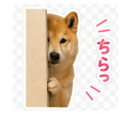 862901623