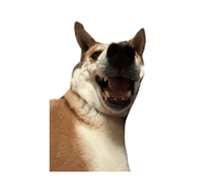 862902110