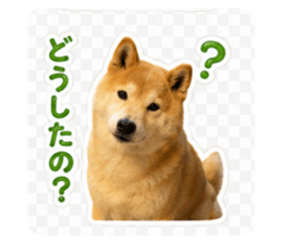 862902954